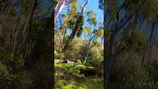 Kaurna Country nature naturelovers naturewalk trees peacefulwalk [upl. by Cocke]