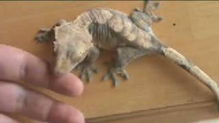 Crested Gecko Shedding [upl. by Milas]