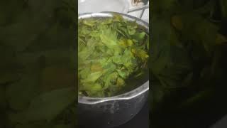 How to prepare biopesticides from Neem at homesimply boil and store the concentrateorganic [upl. by Vincenty]