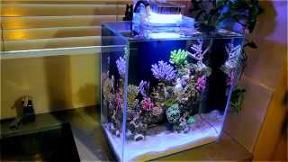 Fluval Edge 12g Nano Reef [upl. by Celio]