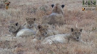 LIONS Following the Pride 30 Watching Wildebeest In The Rain [upl. by Siffre804]