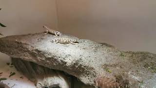 Mini uromastyx thomasi so quickly [upl. by Dnamron415]