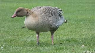 Pinkfooted goose  Kurzschnabelgans [upl. by Ynoffit256]