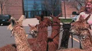 Alpacas Move from South America to North America [upl. by Tnarg98]