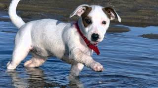 Como Criar el Perro Raza Jack Russel Terrier  TvAgro por Juan Gonzalo Angel [upl. by Tillinger]