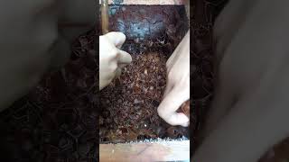 Harvest Stingless Bee Honey [upl. by Toney429]