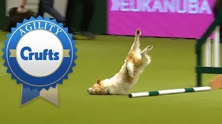 Hilarious Olly the Jack Russell Goes Crazy in 2016 amp 2017 [upl. by Natsreik]