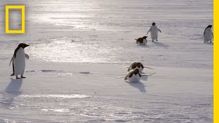 All About the Adélie Penguin  Continent 7 Antarctica [upl. by Inaffets]