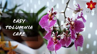 How to Care for Tolumnia Orchids  Easy guide for home growers 🌿 [upl. by Carlton145]