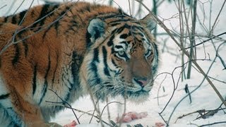 Amur Tiger in the Third Millennium FullHD [upl. by Neliak]