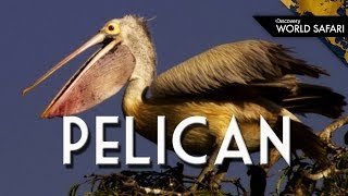 Everything You Wanted to Know About Pelicans [upl. by Yelkrab252]