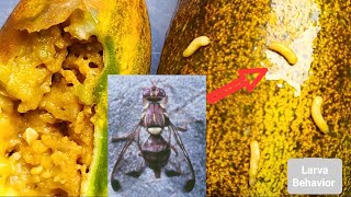 Fruit Fly Larvae Inside Cucumber  Pest of Cucumber  Insect Behaviour [upl. by Dianuj117]