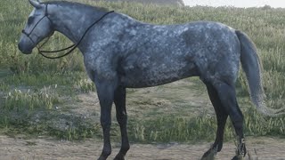 CATCHING A DAPPLE GREY THOROUGHBRED IN RDR2  RED DEAD REDEMPTION [upl. by Nyliahs]