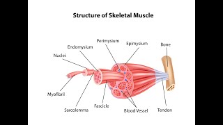 Connective tissue covering or organisation of the skeletal muscle [upl. by Oiramd]