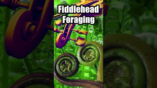 Fiddlehead Foraging Season how to find them [upl. by Thursby427]