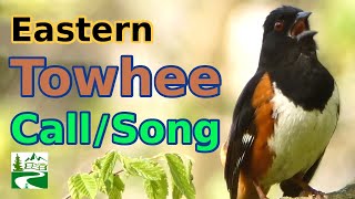 Eastern towhee bird call  song  sound [upl. by Airdnola]