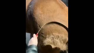 Satisfying video of combing a horse🐴🐎horseinstrumentanimalhospitalanimalloverrelaxtiontrending [upl. by Eiffe50]