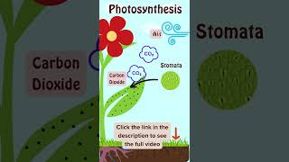 Photosynthesis  What is the process Easy Explanation for kids photosynthesis science shorts [upl. by Yung944]