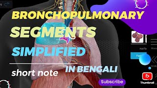 short note bronchopulmonary segments  simplified in bengali  medicalstudent [upl. by Legnaesoj]