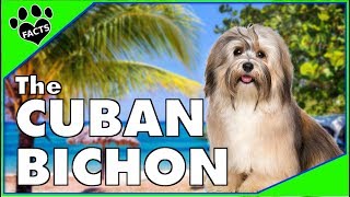 10 Havanese Dog Breed Facts  The Cuban Bichon  Dogs 101 [upl. by Alleras]