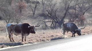 Longhorn Bull with a real bad attitude out in the Wichita Mountains in Oklahoma [upl. by Eidnyl798]