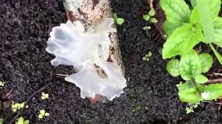 The Big Island of Hawaii Snow fungus Tremella fuciformis [upl. by Ilime]