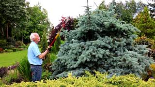 Pruning Conifers with Adrian Bloom [upl. by Eiruam]