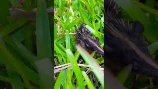 Lowland Streaked Tenrec เม่นเทนเรค สัตว์โลกน่ารัก ชีวิตสัตว์โลก [upl. by Dolf]