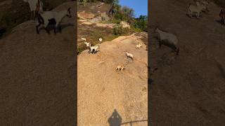 Mountain Goats Climbing [upl. by Staci495]