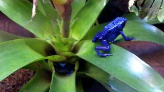 Dendrobate Azureus [upl. by Traggat]