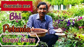 Garmio ke Petunia Aise Grow Kare  Hindi  Urdu [upl. by Delanty]