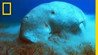 What in the World is a Dugong  National Geographic [upl. by Eimmot]