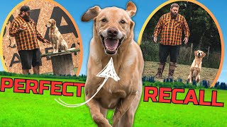 How To Turn AWFUL Recall Into PERFECT Recall With Your Dog [upl. by Pollock225]