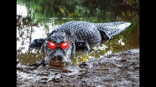 Crocodilians Edit [upl. by Brill]