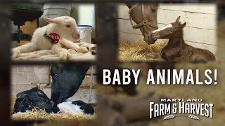 Watch Baby Animals be Born  MD FampH [upl. by Henriette]