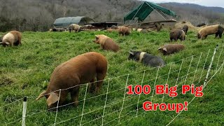 100 head pastured pig group tour in 5 min 130k worth of pork farming pigs realpigfarming [upl. by Barty]