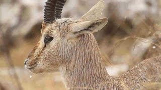 Mountain Gazelle in the rain צבי ישראלי בגשם [upl. by Otrebile469]