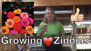 How to Grow LilliPut Zinnia Seed to Planting in Garden  Zinnia Tips [upl. by Aitram]