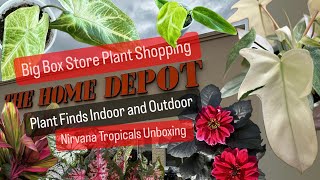 Big Box Store Plant Shopping Home Depot Kroger Plant Finds Indoor And Outdoor Outdoor Plants Budget [upl. by Nylehtak]