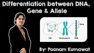 Differentiation between DNA Gene amp Allele  Cytology  Molecular Biology  Genetics  NEET  AIIMS [upl. by Collier257]