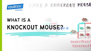 What is a knockout mouse [upl. by Nena]