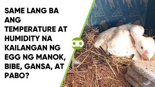 Same Lang Ba ang Temperature at Humidity na Kailangan ng Egg ng Manok Bibe Gansa at Pabo [upl. by Ssyla422]