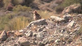 Camachuelo Trompetero Sierra del Cabo de Gata Almería [upl. by Nidla]