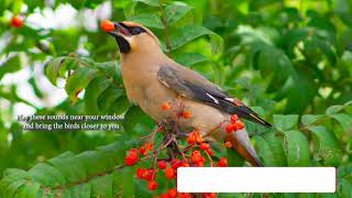 How does Cedar Waxwing sound Song  Voice Chatter Calls [upl. by Nivlen]