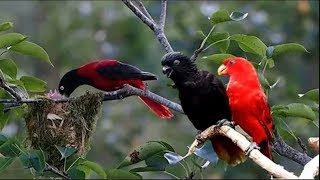 Nature And Wildlife Video – Bird and animal is beautiful creature on our planet [upl. by Nalliuq]