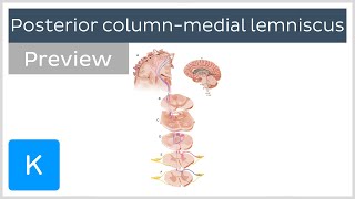 Posterior column medial lemniscus pathway preview  Human Neuroanatomy  Kenhub [upl. by Julietta]