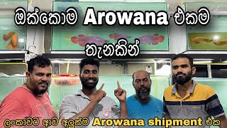 ලංකාවට අලුතෙන්ම ආව Arowana සෙට් එක 😍 ඔයාගේ Dream මාලුවත් මෙතන ඉන්න පුලුවන් ♥️♥️ [upl. by Notsua933]