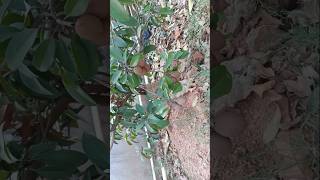 Sapodilla plant shorts gardening chiku sapodilla viral greenery [upl. by Sremmus]