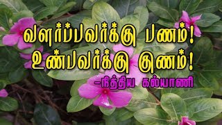 Health Benefits of Nithyakalyani 🌺அரிய பயன்களைத் தரும் மருத்துவச்செடி [upl. by Adnolrehs]