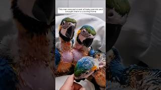 This man rescued a nest of baby parrots and brought them to a loving home animalshorts [upl. by Norean]